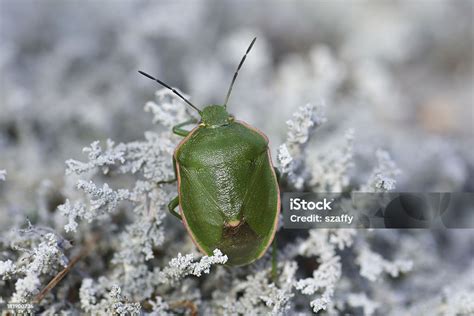 Más de 300 imágenes gratis de Chinches y Insecto